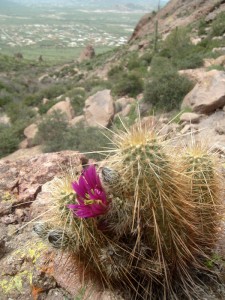 Hedgehoge Cactus blooming by the trail